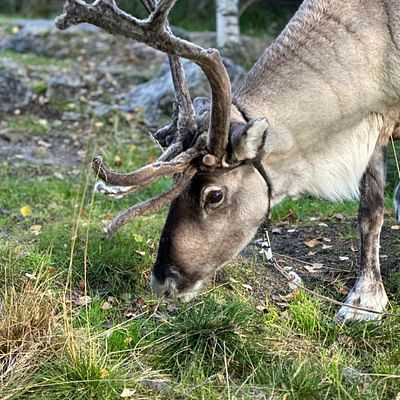Santa Claus Summer Magic in Rovaniemi – A Fun and Unforgettable Encounter with Reindeer in Summer and Autumn