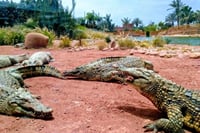 Croco Park Safari Adventure with Convenient Transfers – Agadir