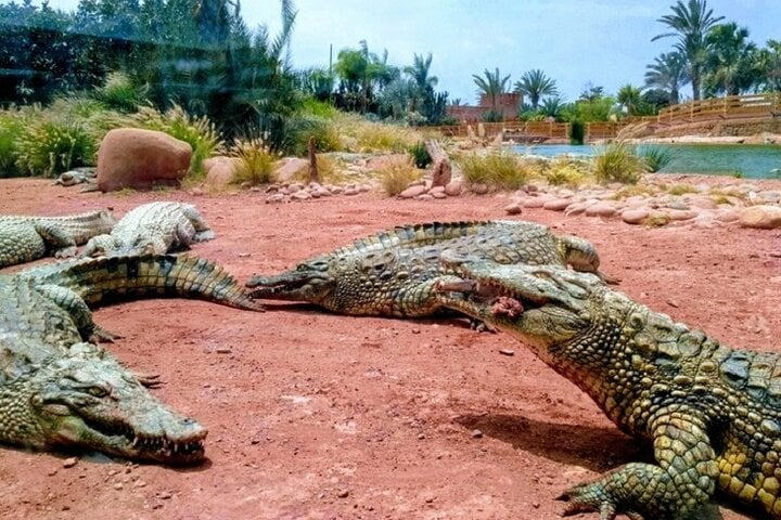 Croco Park Safari Adventure with Convenient Transfers – Agadir