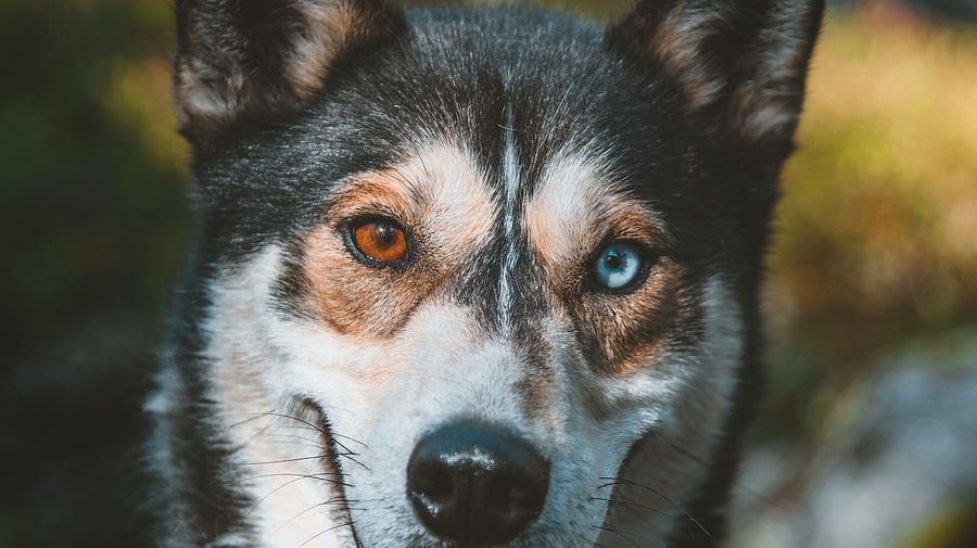 Autumn Husky ride, Husky safari, tour, Siberian Husky,  Pure Lapland, Rovaniemi Lapland