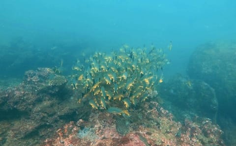 Scuba Diving Adventure in Kalpitiya, Sri Lanka