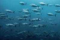 Fishing &amp; Snorkeling By Speed Boat Tour (Semi Private) - Hurghada