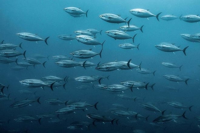 Fishing &amp; Snorkeling By Speed Boat Tour (Semi Private) - Hurghada