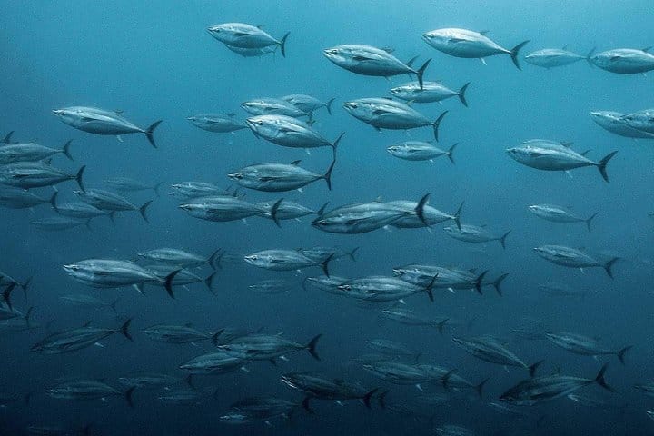 Fishing &amp; Snorkeling By Speed Boat Tour (Semi Private) - Hurghada