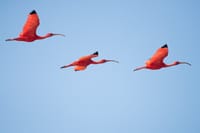 One Day Safari Tour to Bundala National Park from Colombo 4