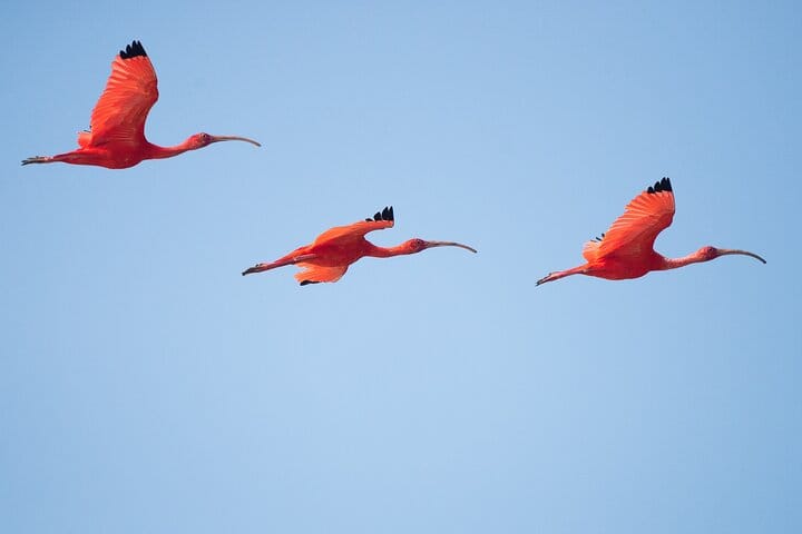 One Day Safari Tour to Bundala National Park from Colombo 4