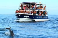 Mirissa Whale Watching Tour From Galle 7
