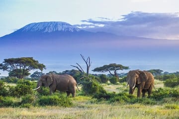 5 Days Nairobi Amboseli Tsavo West and Tsavo East National Park