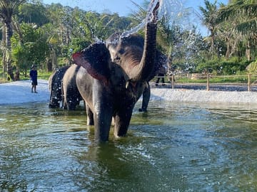 Living Green Elephant Sanctuary Experience near Bangkok & Pattaya
