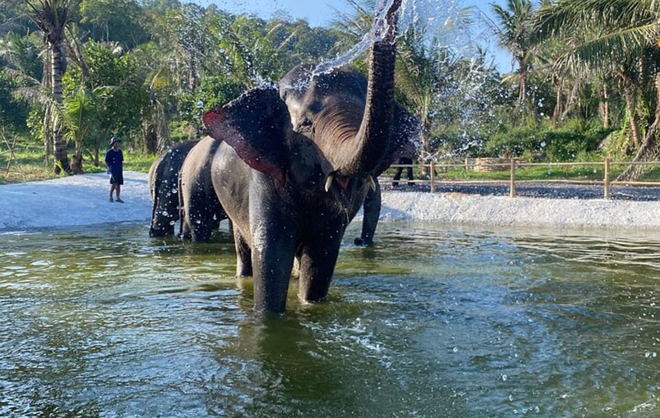 Living Green Elephant Sanctuary Experience near Bangkok & Pattaya