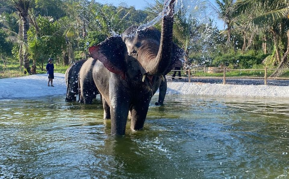 Living Green Elephant Sanctuary Full-Day Tour from Bangkok