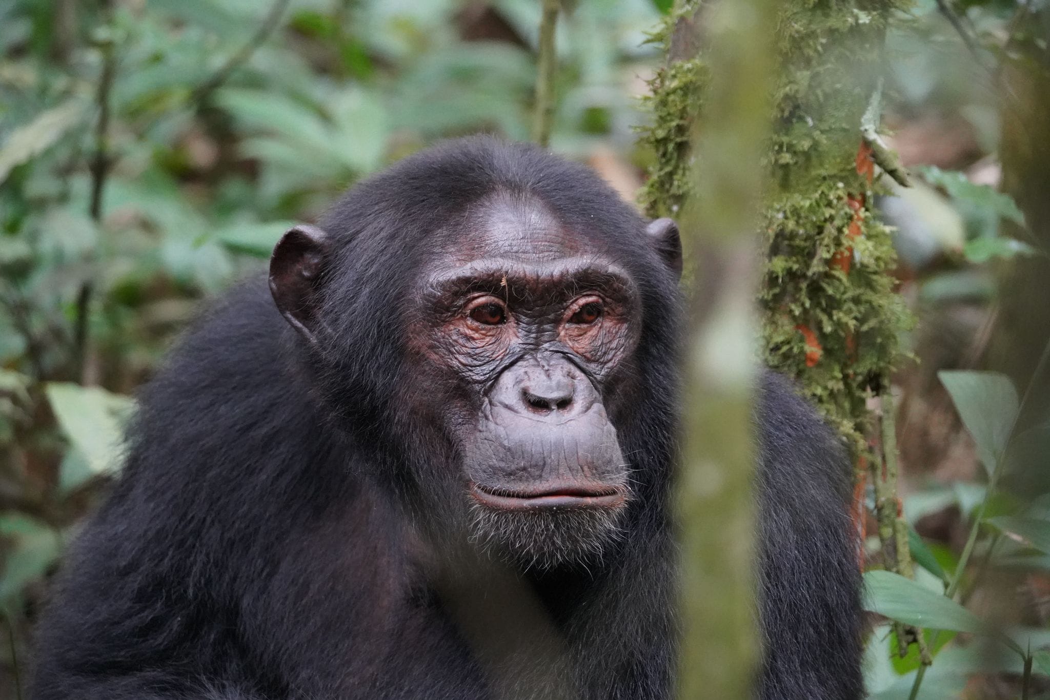 Chimpanzee in Kibale national park.