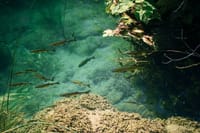 Private - Krka Waterfalls Tour (optional: Wine Tasting) 5