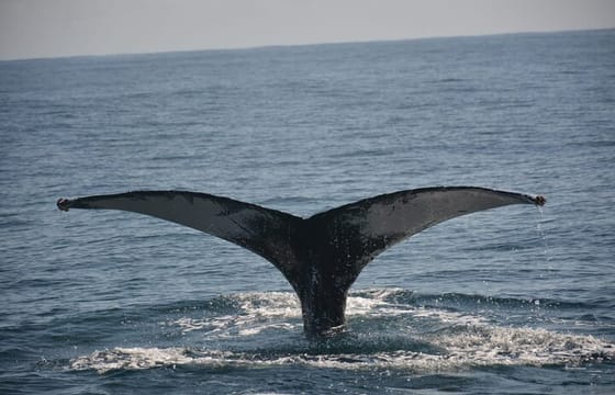 Samana Day Trip: Limon Waterfall – Levantado Island – Safari & Horseback Ride