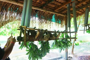Wildlife and City Tour in West End, Roatan