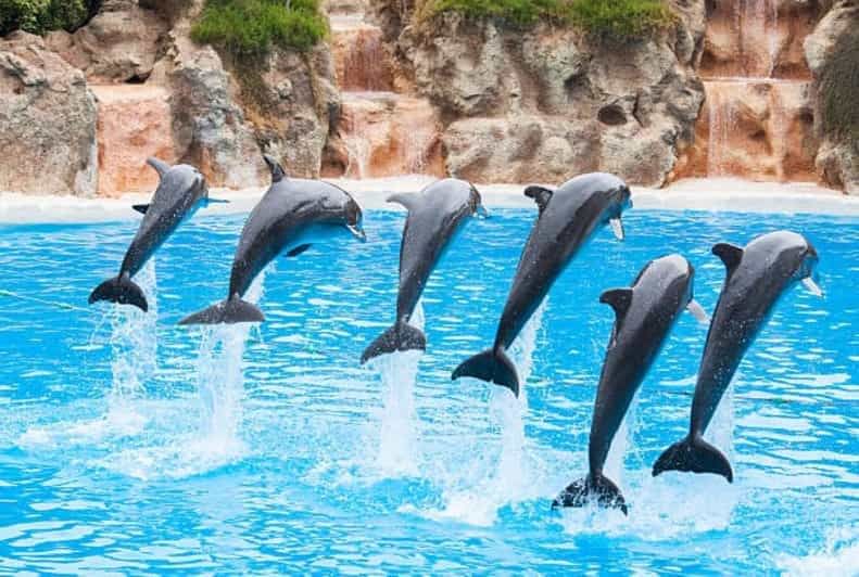 Dolphin Magic Show and Swim options in Sharm El Sheikh