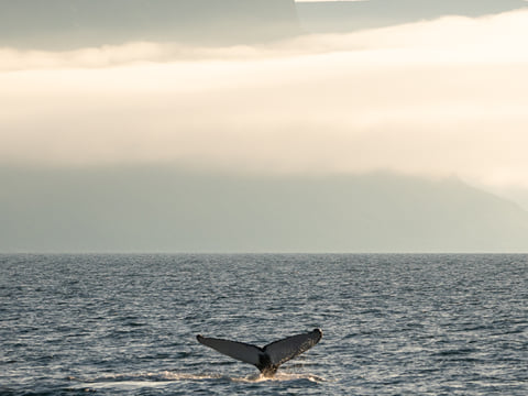 Whale Watching Ísafjörður , photo 3
