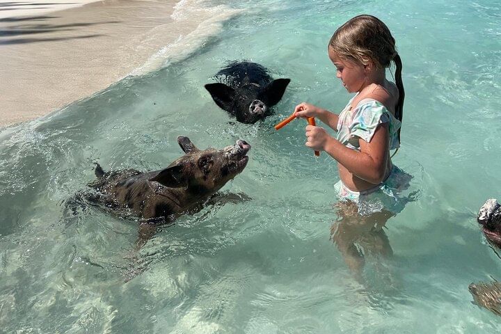 Nassau: Swimming Pigs And Snorkel With Turtles