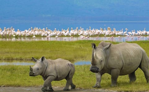 4 Days group safari in a safari van With no park fees