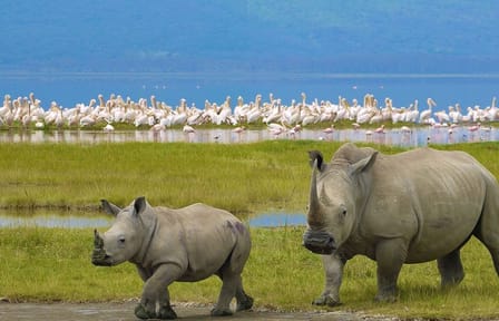 4 Days group safari in a safari van With no park fees