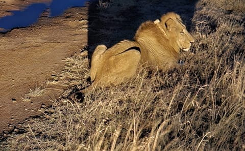 Nairobi National Park Night Safari Experience