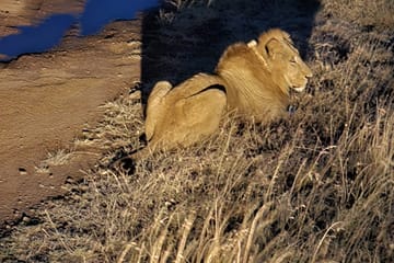 Nairobi National Park Night Safari Experience