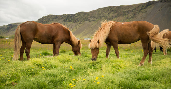 Horse Riding Tour in Reykjadalur (Hot Spring Valley) 
