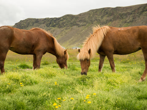 Hot Spring Valley Horse Riding Tour – Reykjadalur, photo 4