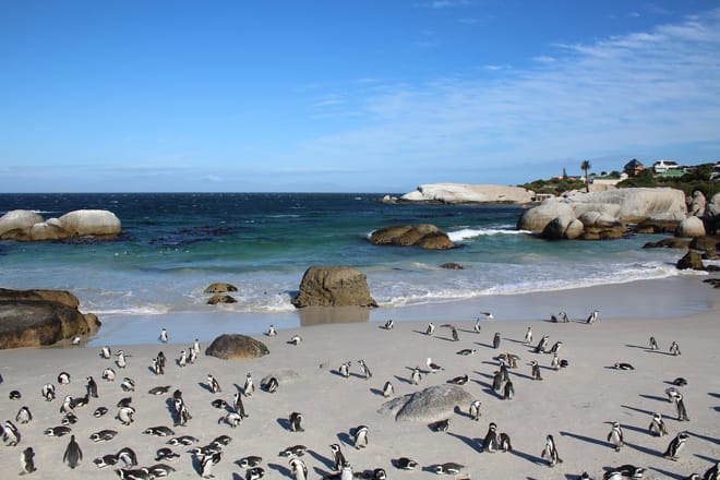 The Peninsula and Cape of Good Hope 6