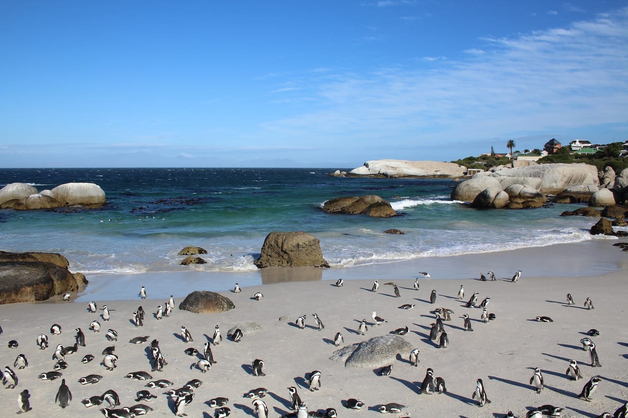 The Peninsula and Cape of Good Hope 6