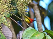 Bird Watching Doi Inthanon  10