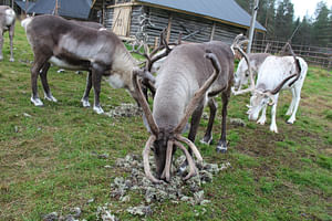 Traditional Reindeer Farm Visit in Summer