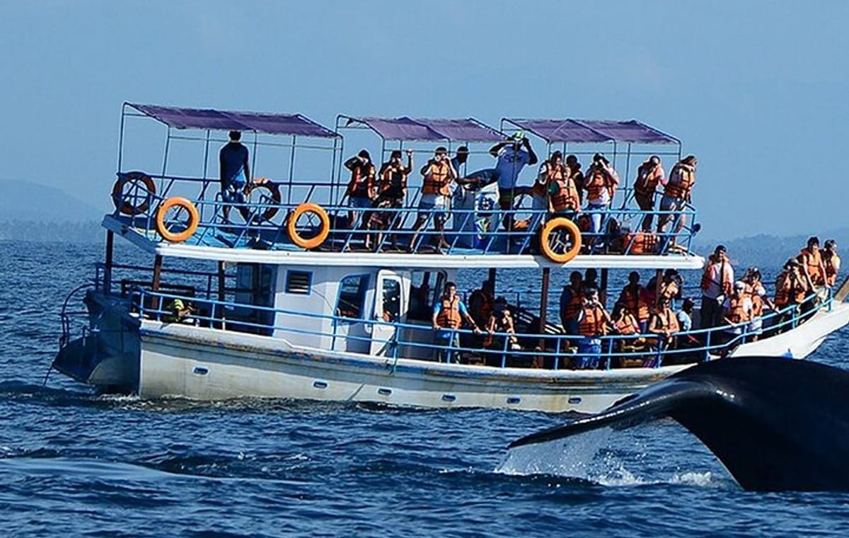 Mirissa Whale Watching Tour From Galle