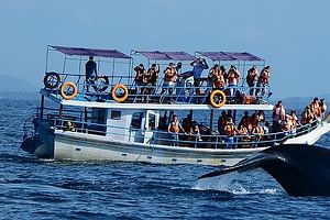 Mirissa Whale Watching Tour From Galle