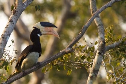 Wilpattu National Park Private Full Day Safari From Negombo