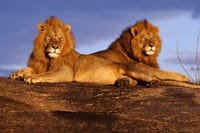Royal Rest: Marvel at the royal elegance of the two male lions as they rest