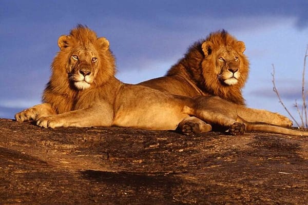 3 Days 2 Nights Safari to Severin camp from Mombasa