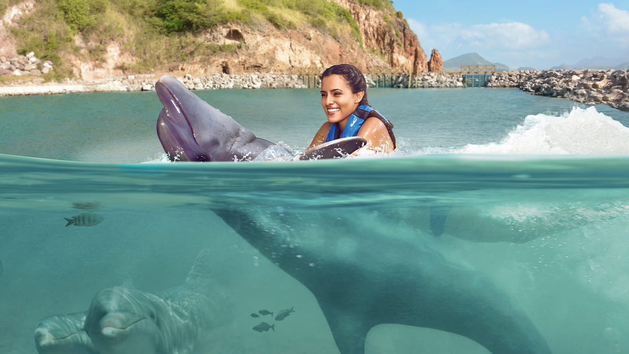Dolphin Swim Adventure at St.Kitts 2