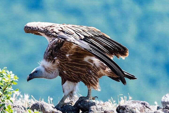 Half-Day Group Guided Birdwatching Tour with Ravadinovo Castle 3