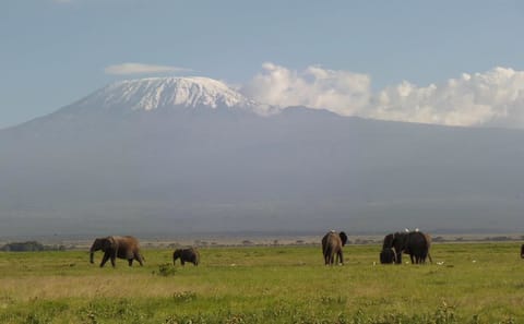 Luxury Fly-In Safari Adventure in Amboseli National Park