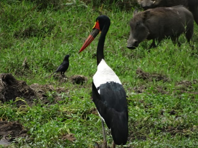 Bwindi Forest- Ugand Cranes- Warthog