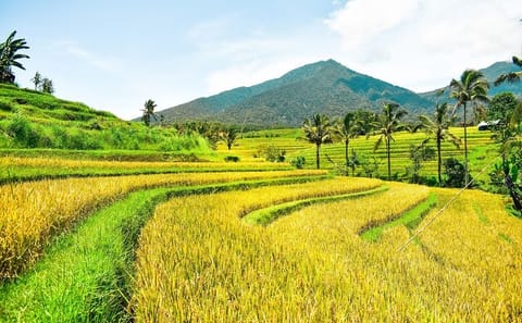 Private Full Day Cultural Tour in Bali with Driver