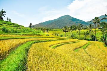 Private Full Day Cultural Tour in Bali with Driver