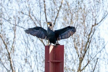 Birdwatching and Photography Tour in Skadar Lake National Park