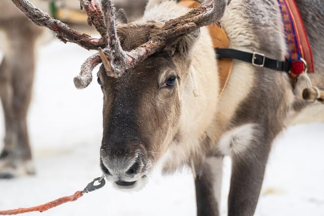 Rovaniemi: Insider Reindeer Farm Visit and Short Sleigh Ride