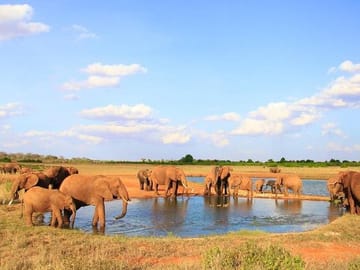 Elephants at Tsavo East watering hole