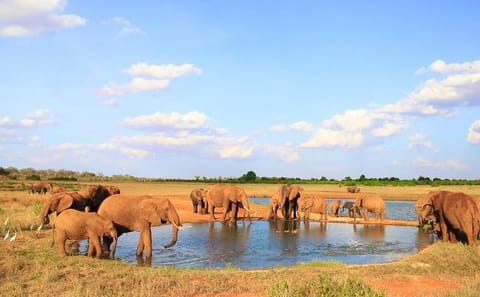 3-Day Tsavo East Safari Adventure from Mombasa