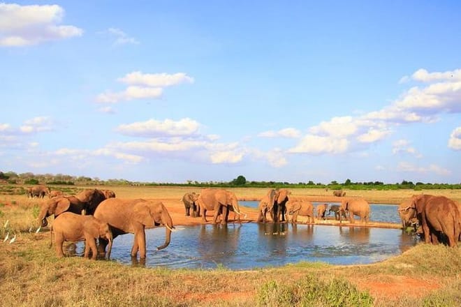 Elephants at Tsavo East watering hole