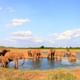Elephants at Tsavo East watering hole