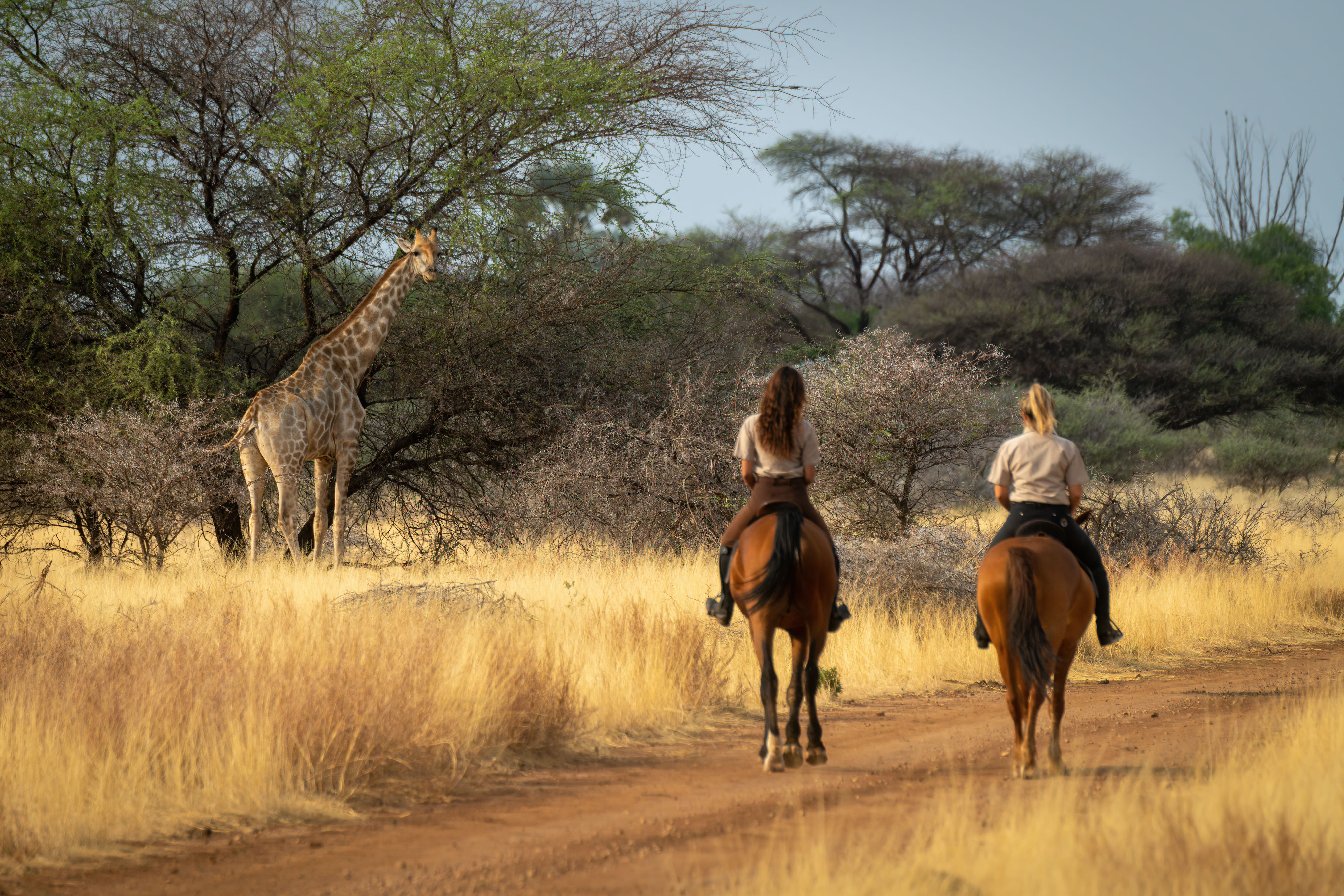 Horseback safari from Johannesburg